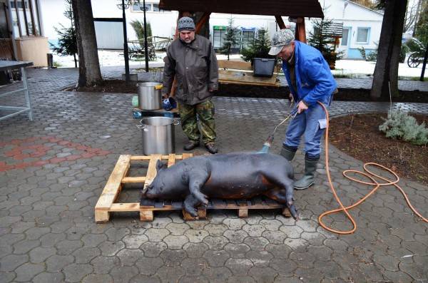 DSC_0088 (600 x 397).jpg