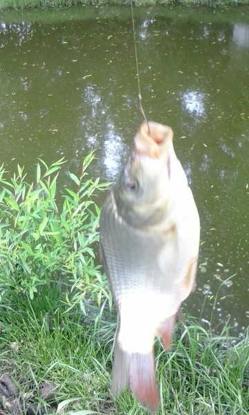 poze luna mai 2015 005.jpg