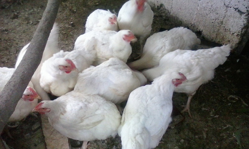 gostinu 14 06 2015 021.jpg