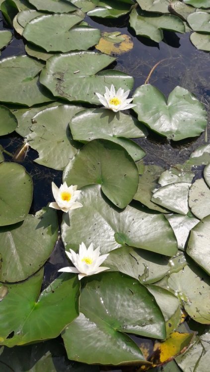 2017-05-31 11.18.34.jpg