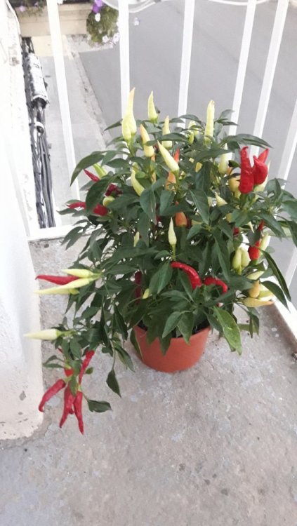 2017-09-09 20.23.37-1.jpg