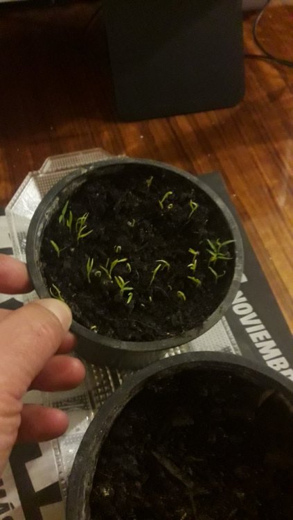 2017-12-03 21.24.23.jpg