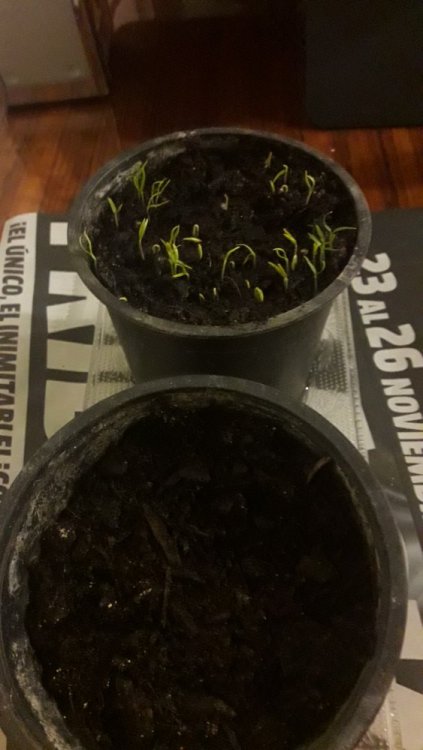 2017-12-03 21.24.13.jpg