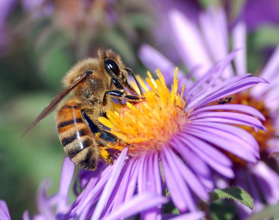 1280px-European_honey_bee_extracts_nectar.thumb.jpg.19b780f0199e0697e34a6bfd4ed6e54e.jpg